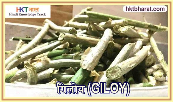 गिलोय (GILOY)